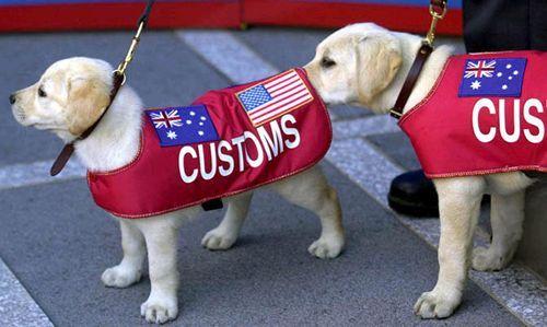 customs.jpg