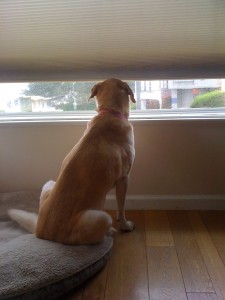 apr02-037 Peace out Skippy